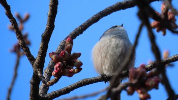 Long-tailed Tit Ueno Park Sat, 2/24/2024