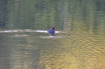 カイツブリ 瀬板の森公園(北九州市) 2023年8月13日(日)