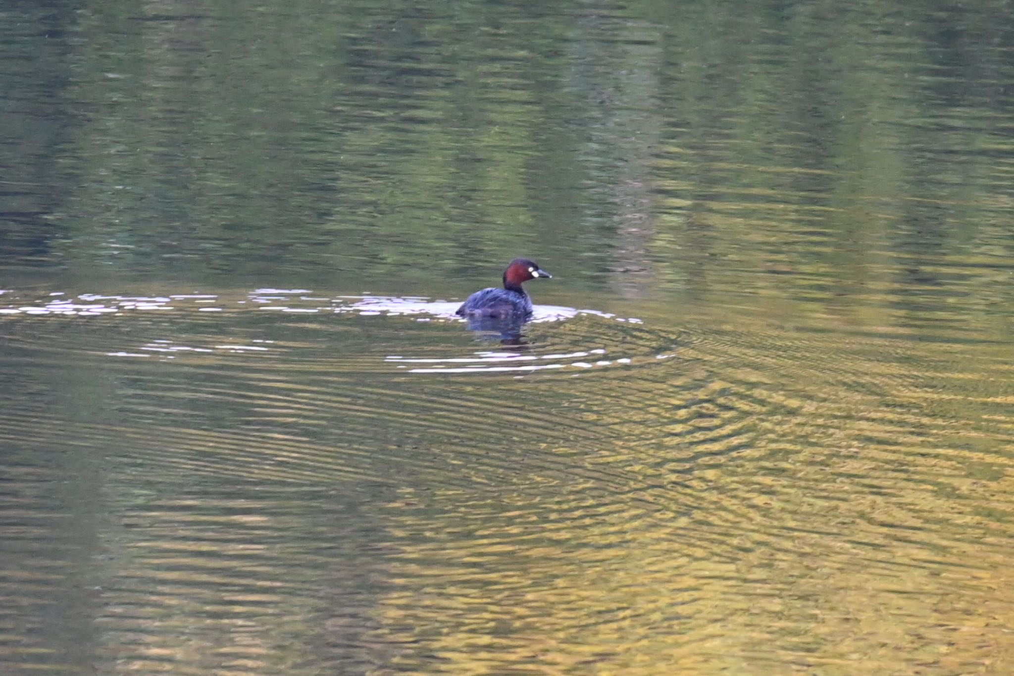 Little Grebe