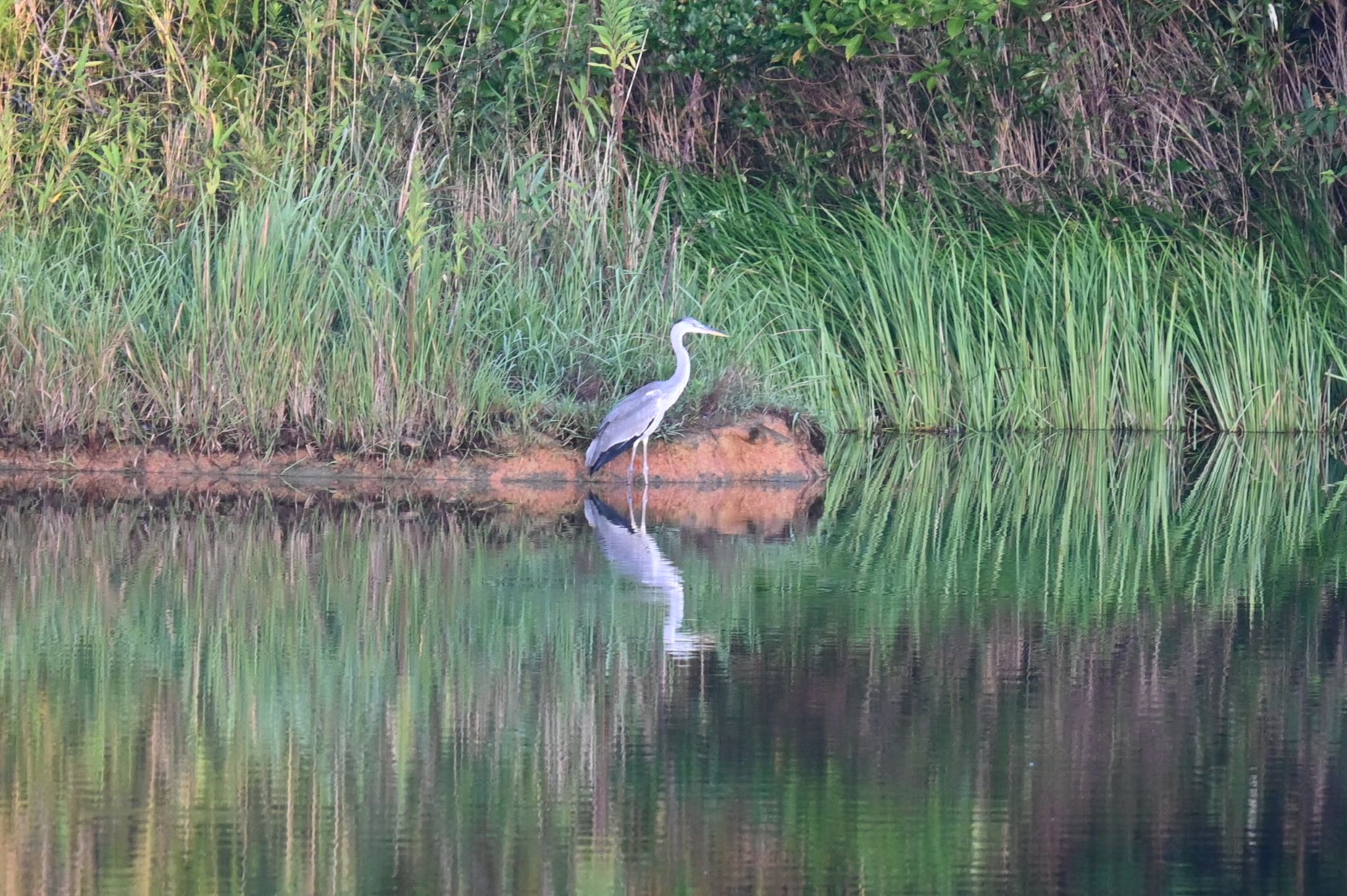 Photo of Grey Heron at 瀬板の森公園(北九州市) by ff