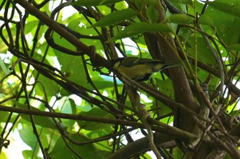 Japanese Tit 瀬板の森公園(北九州市) Sun, 8/13/2023