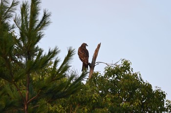 Black Kite 瀬板の森公園(北九州市) Sun, 8/13/2023