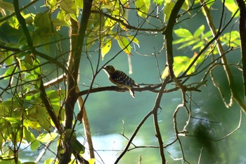 Japanese Pygmy Woodpecker 瀬板の森公園(北九州市) Sun, 8/13/2023