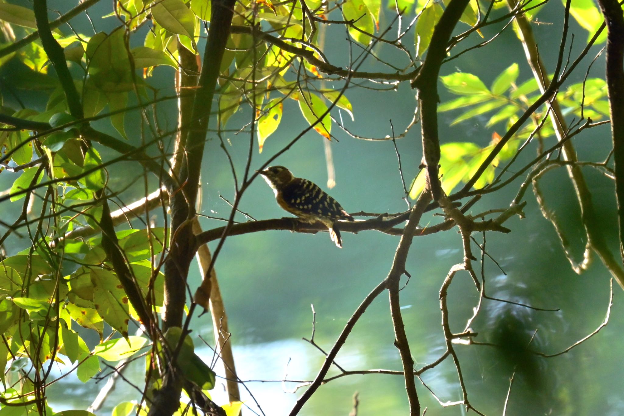 Japanese Pygmy Woodpecker