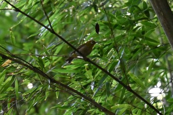 Warbling White-eye 頓田貯水池 Mon, 8/14/2023