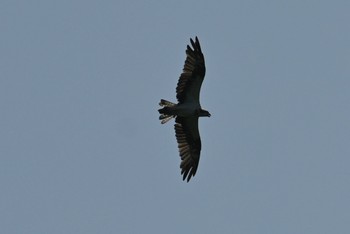 Osprey 響灘ビオトープ Sun, 8/20/2023