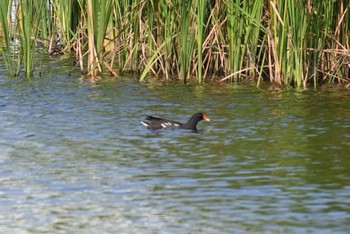 Common Moorhen 響灘ビオトープ Sun, 8/20/2023