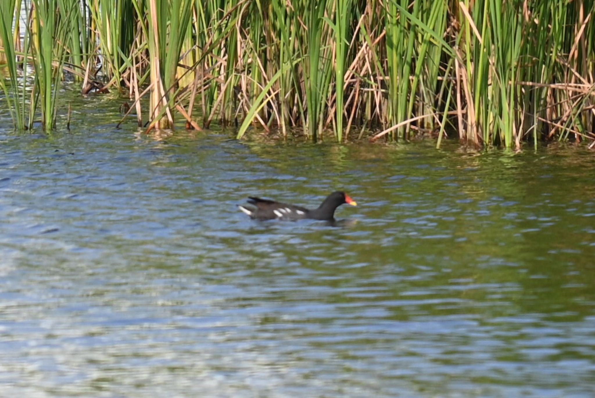 Common Moorhen