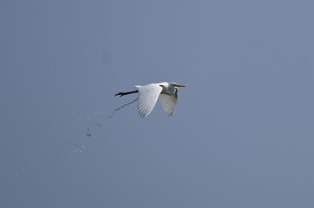 Great Egret(modesta)  響灘ビオトープ Sun, 8/20/2023