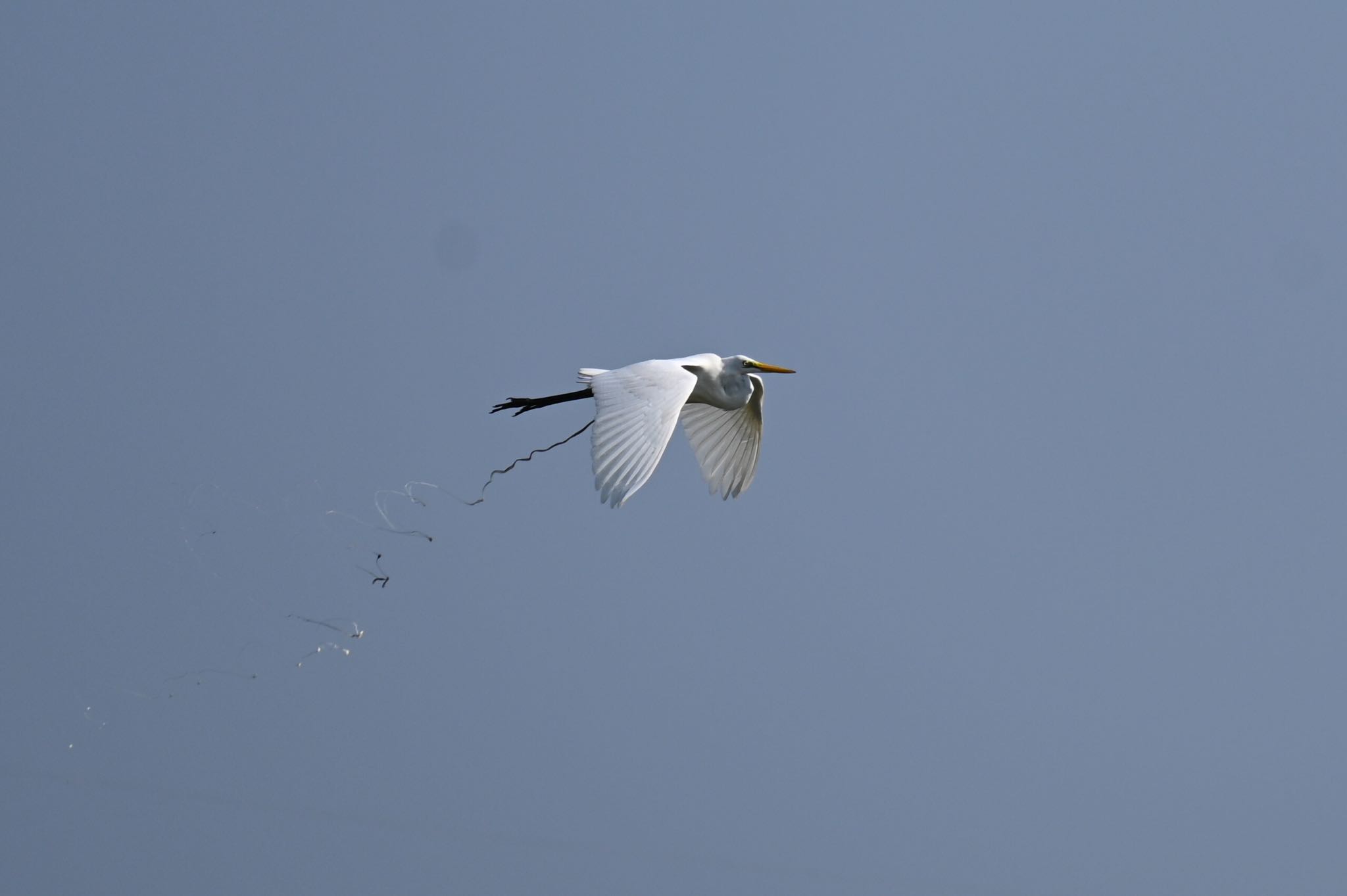 Photo of Great Egret(modesta)  at 響灘ビオトープ by ff