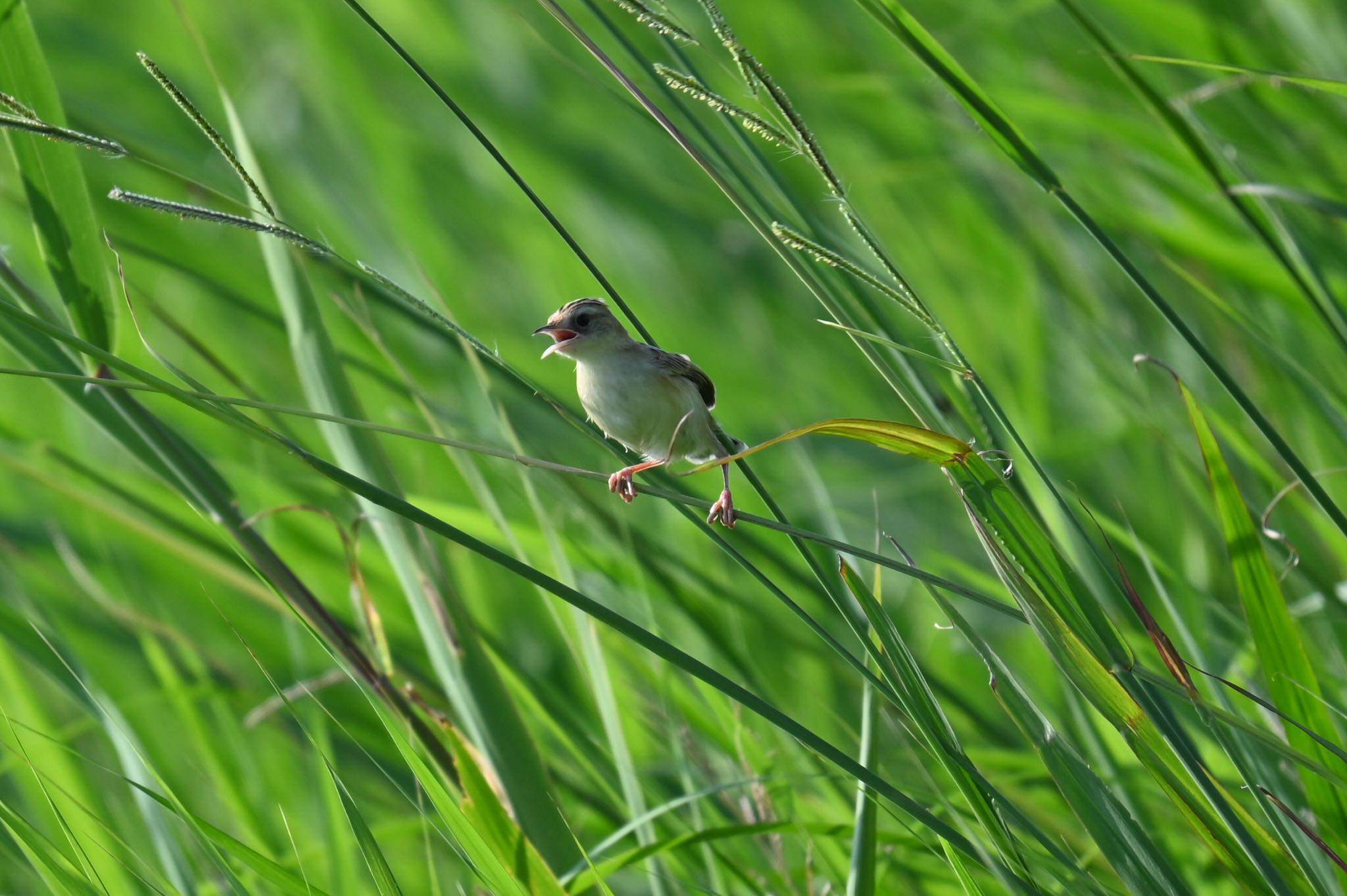 Zitting Cisticola