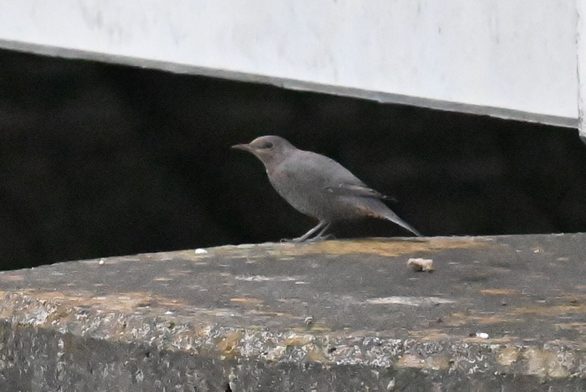 Blue Rock Thrush