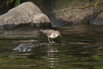 Common Sandpiper 玉川 Sun, 9/3/2023