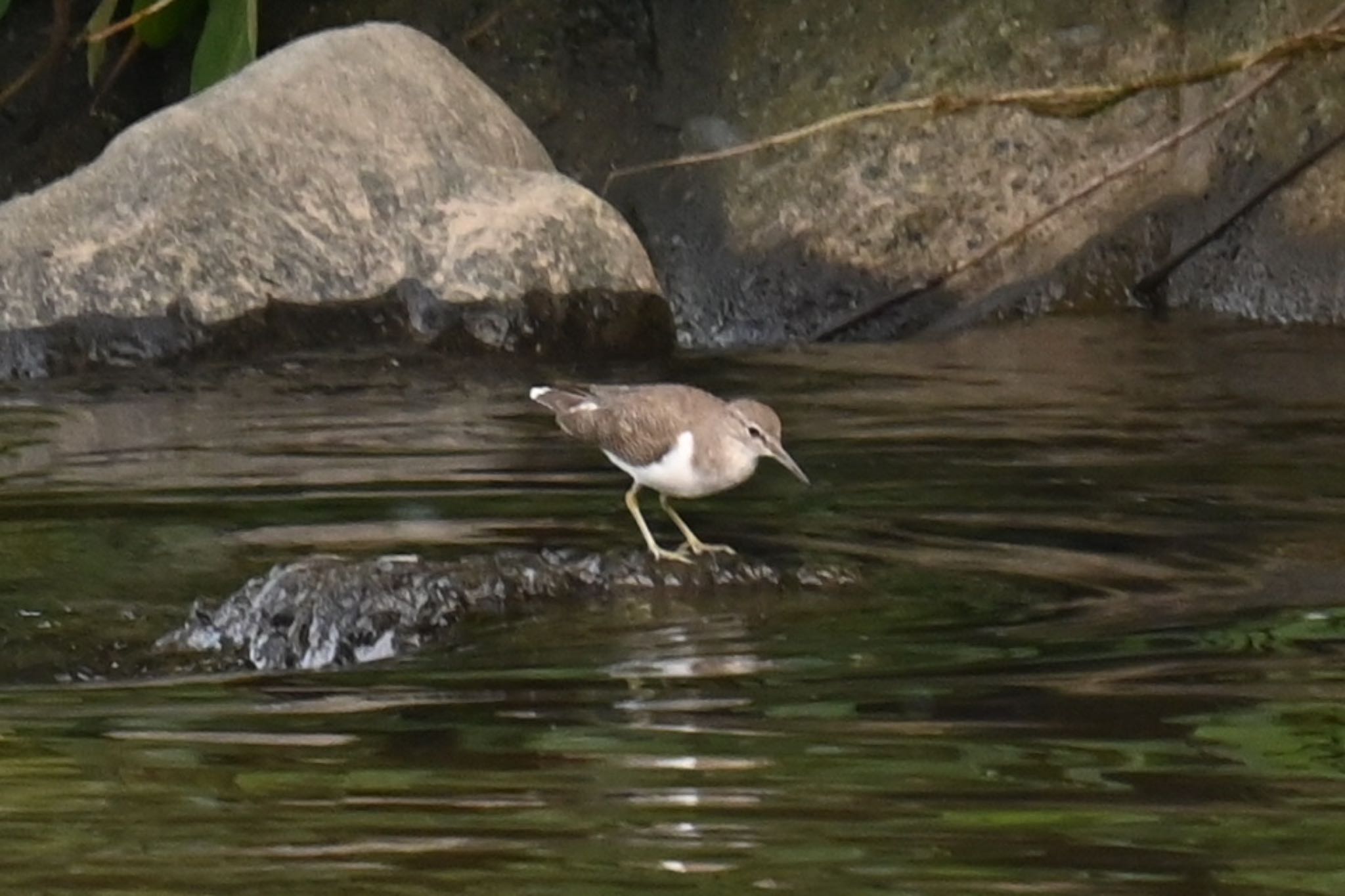 Common Sandpiper