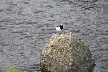 Japanese Wagtail 玉川 Sun, 9/3/2023