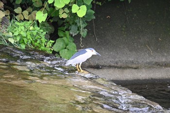 Black-crowned Night Heron 玉川 Sun, 9/3/2023