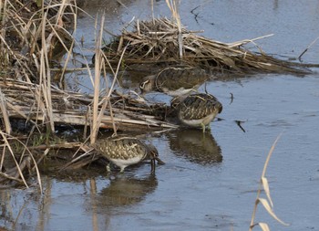 Greater Painted-snipe 大根川 Sat, 2/24/2024