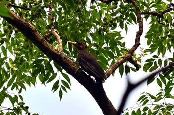 Okinawa Woodpecker Kunigamison Mon, 9/11/2023