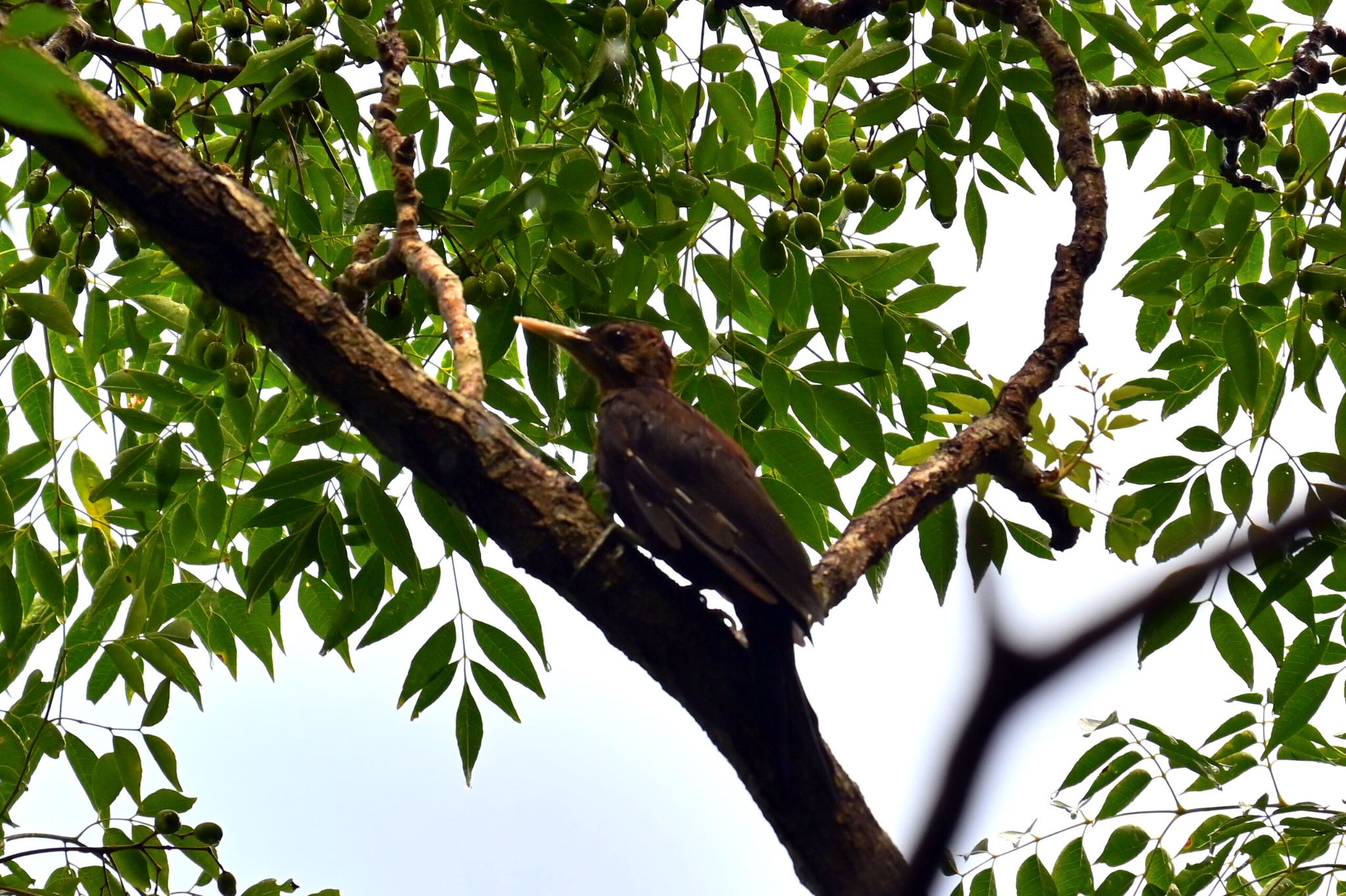 Okinawa Woodpecker