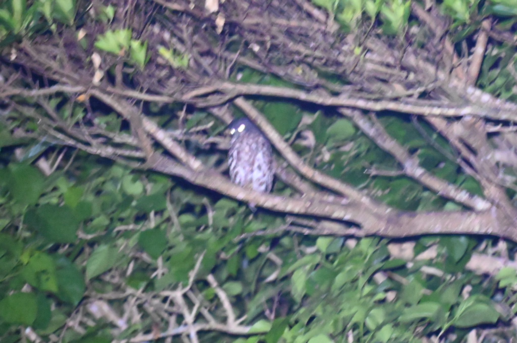 国頭村(沖縄県) リュウキュウアオバズクの写真 by 福地壮太