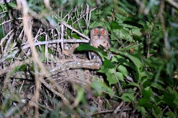 2023年9月11日(月) 国頭村(沖縄県)の野鳥観察記録