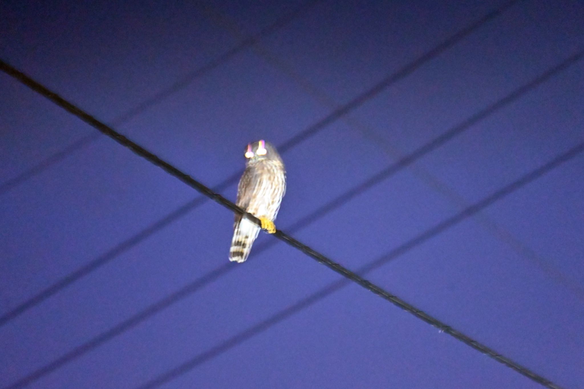 国頭村(沖縄県) リュウキュウアオバズクの写真 by 福地壮太