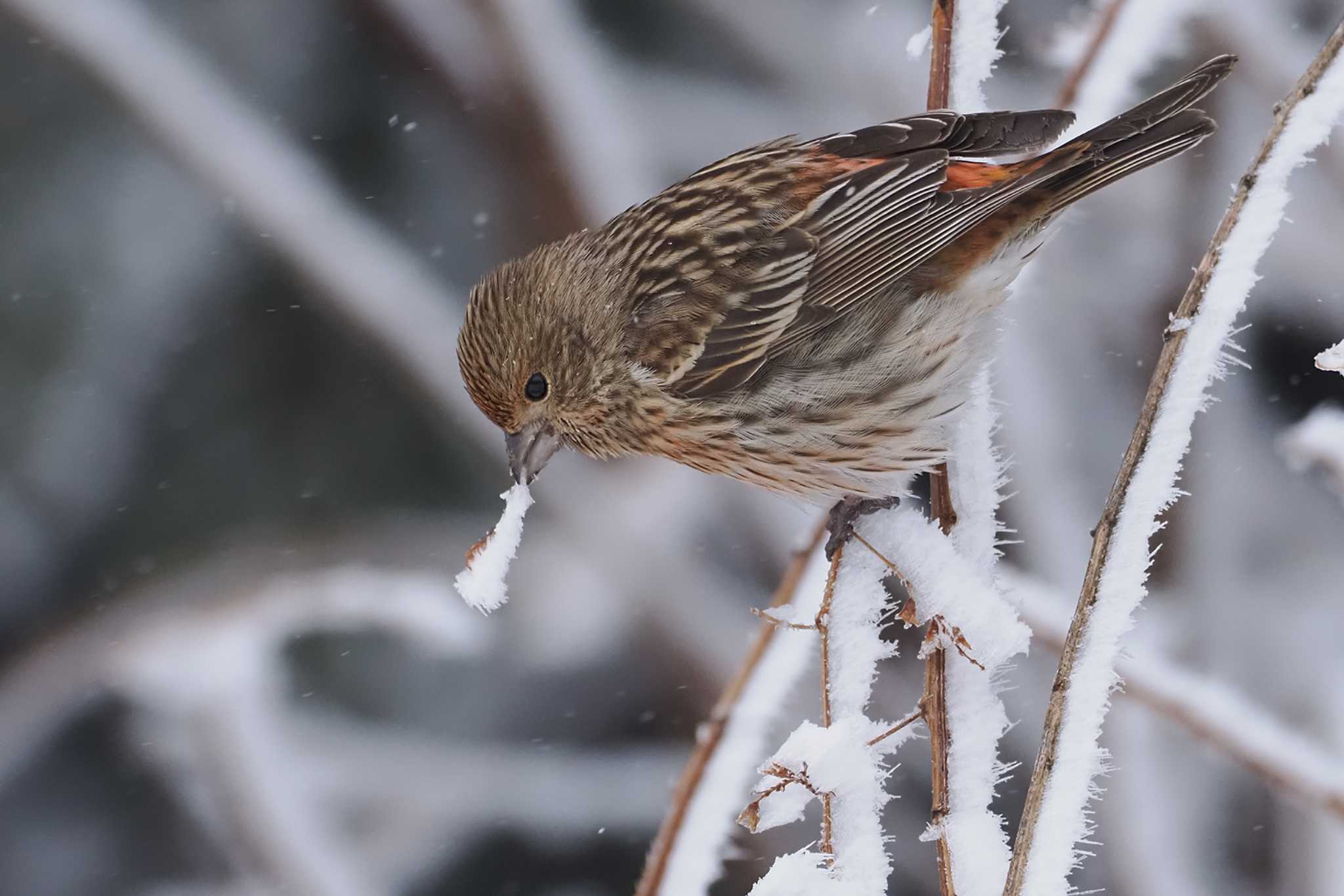 Pallas's Rosefinch