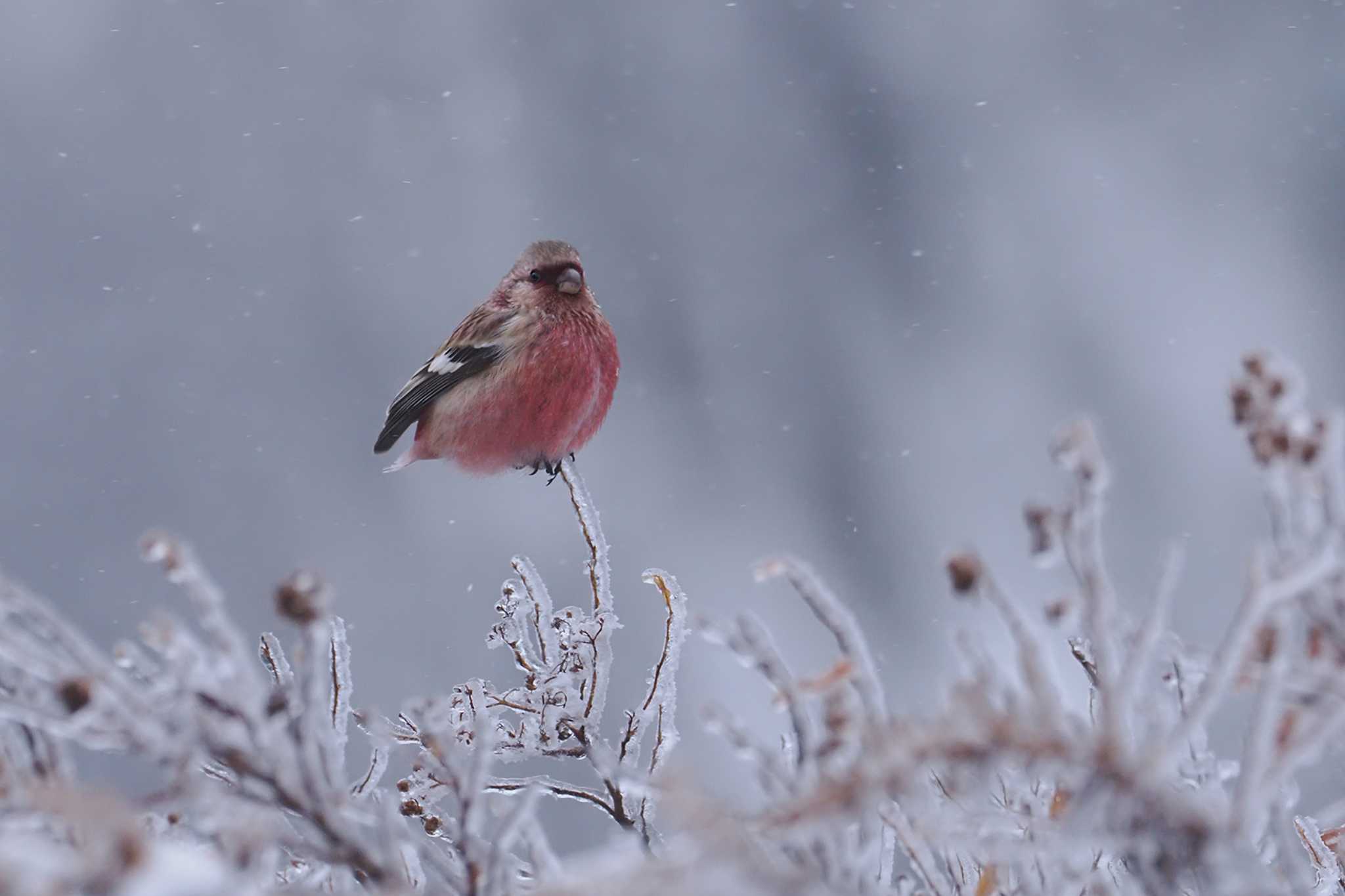 Siberian Long-tailed Rosefinch