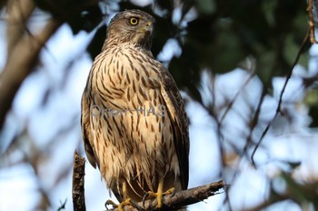 Eurasian Goshawk 東京都多摩地域 Tue, 2/20/2024