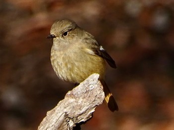 2024年2月24日(土) 舞岡公園の野鳥観察記録