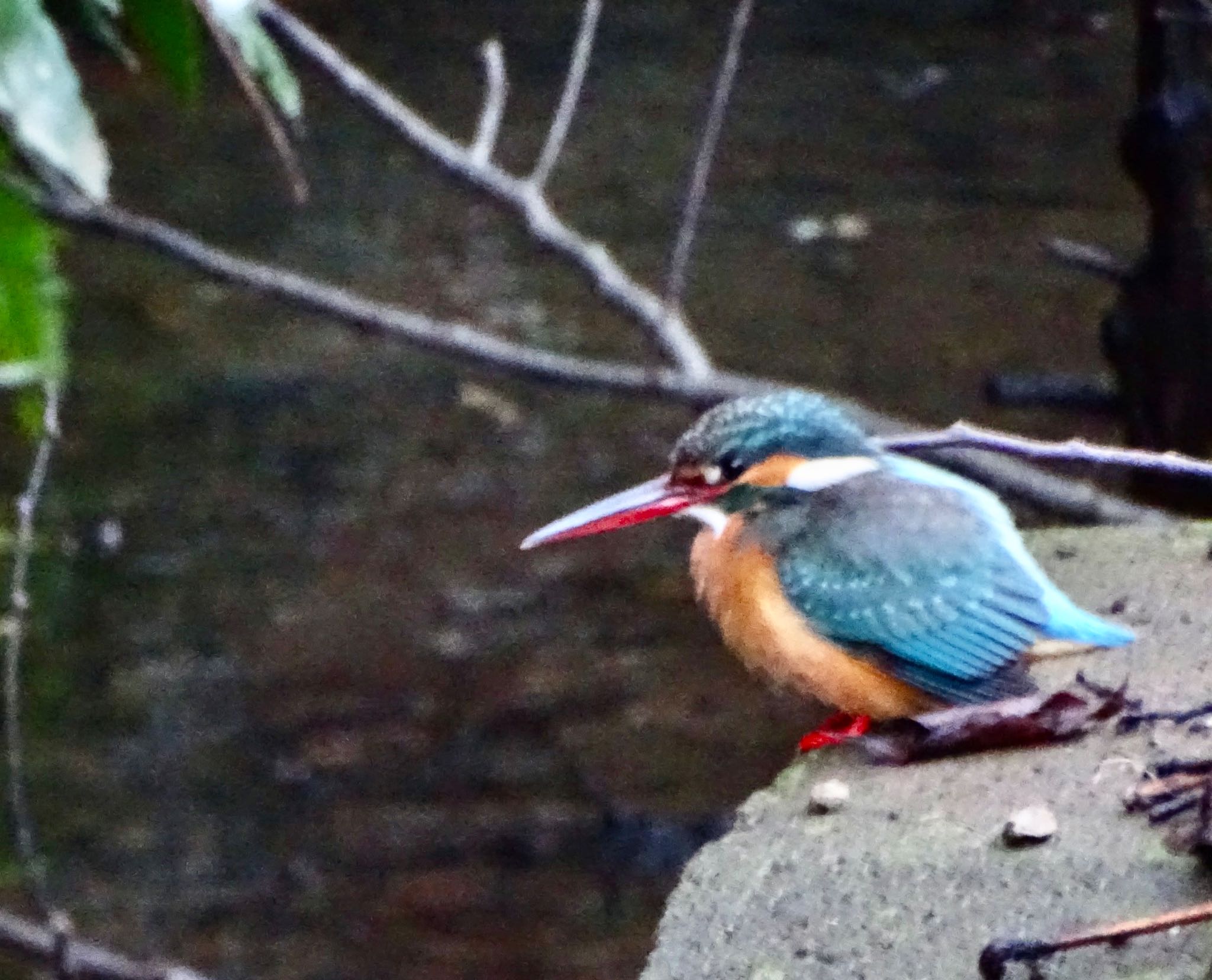 カワセミ