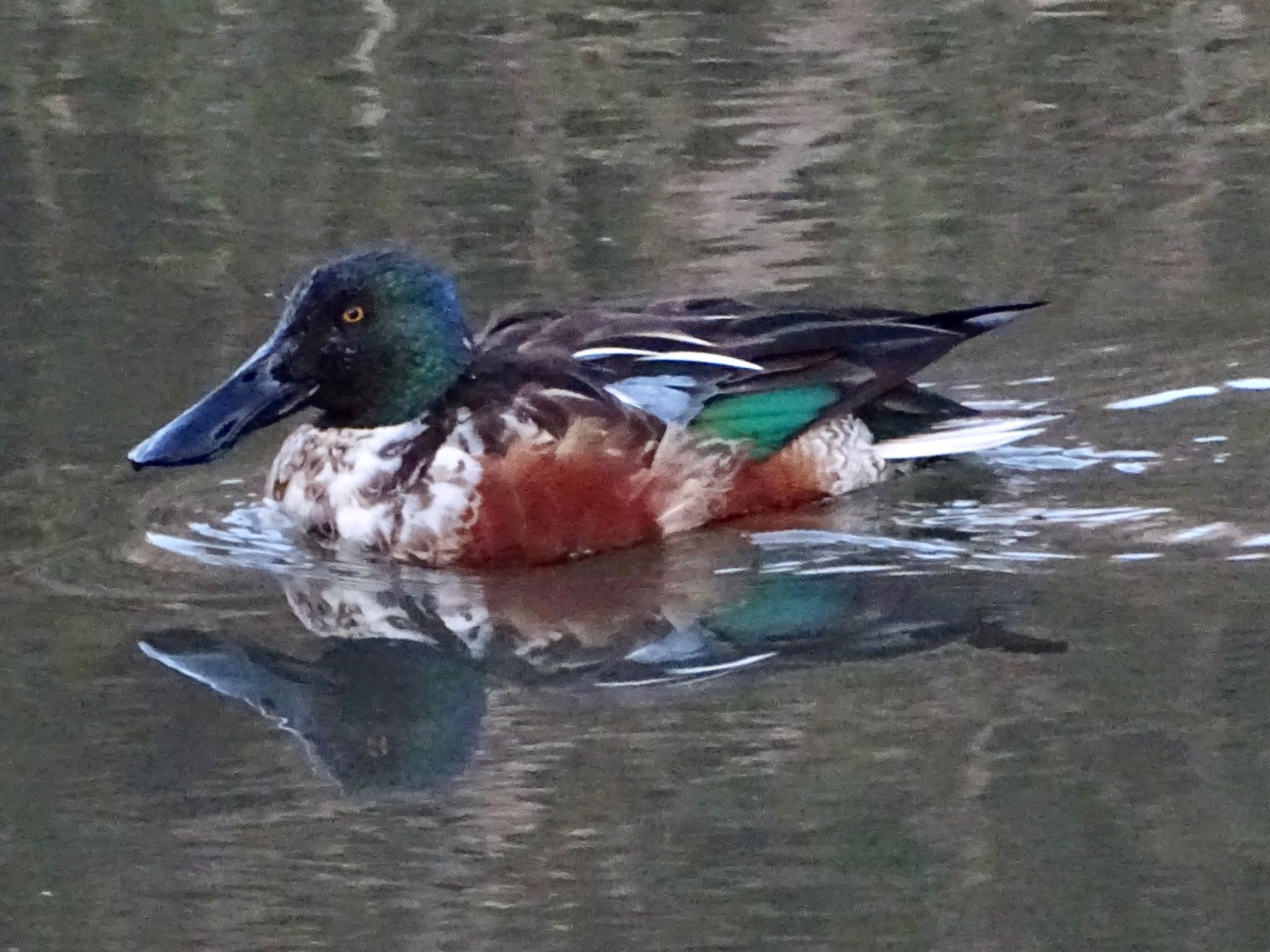 Northern Shoveler