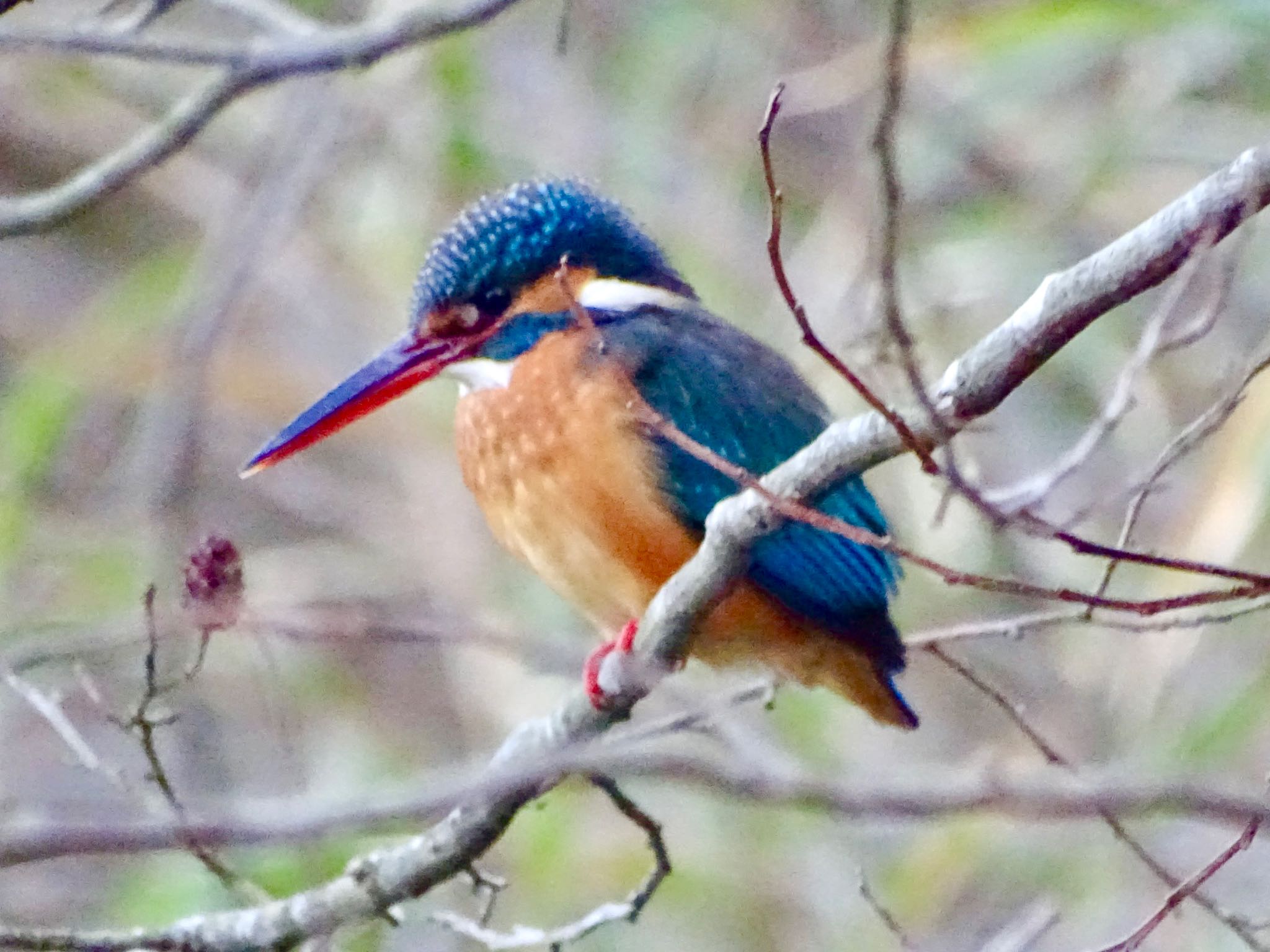 Common Kingfisher