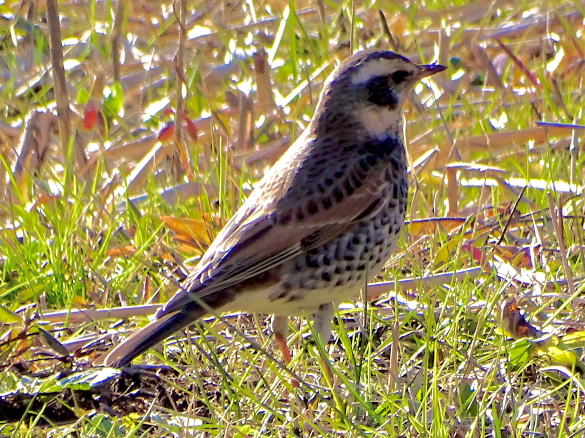 Dusky Thrush