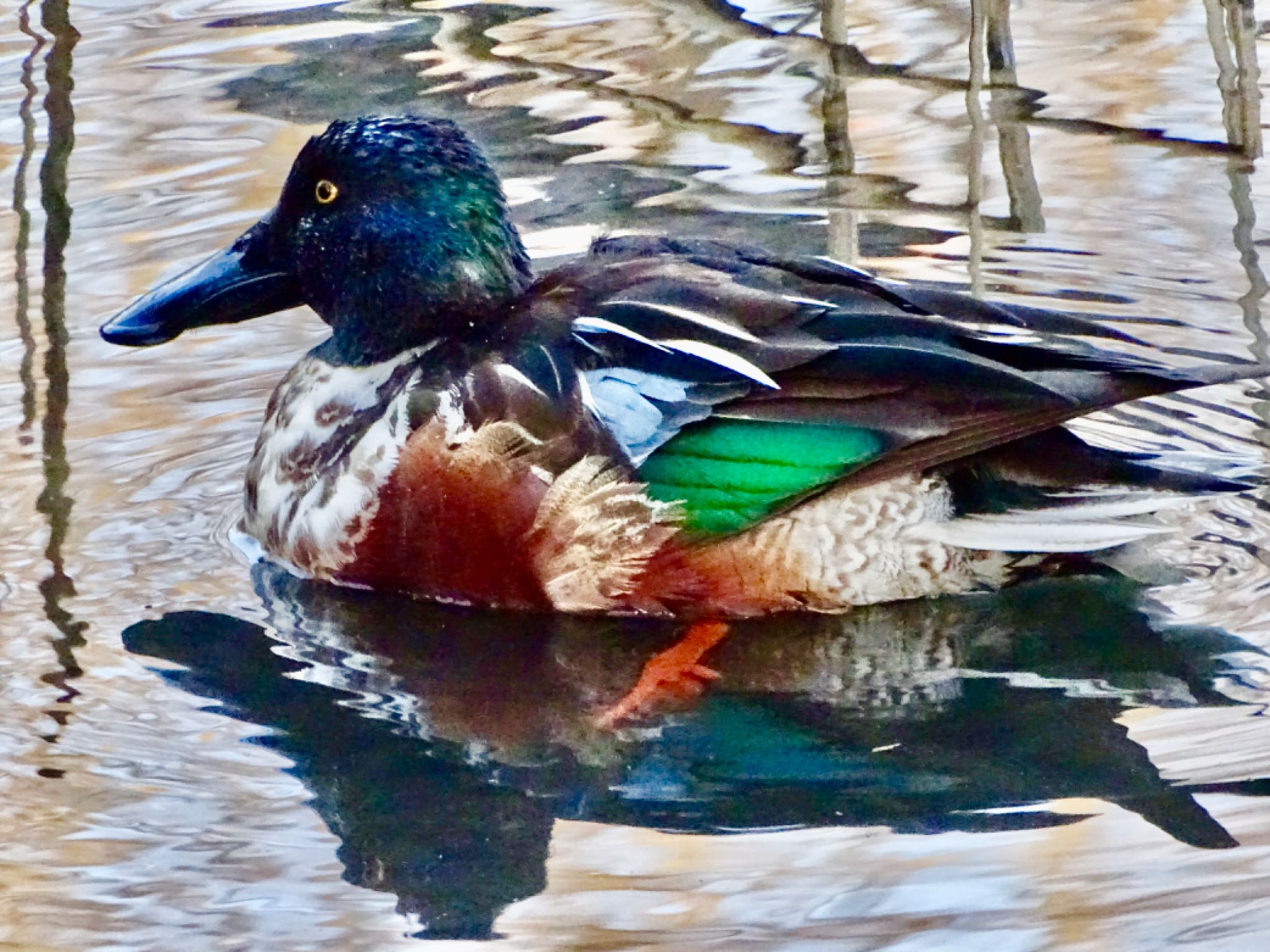 Northern Shoveler