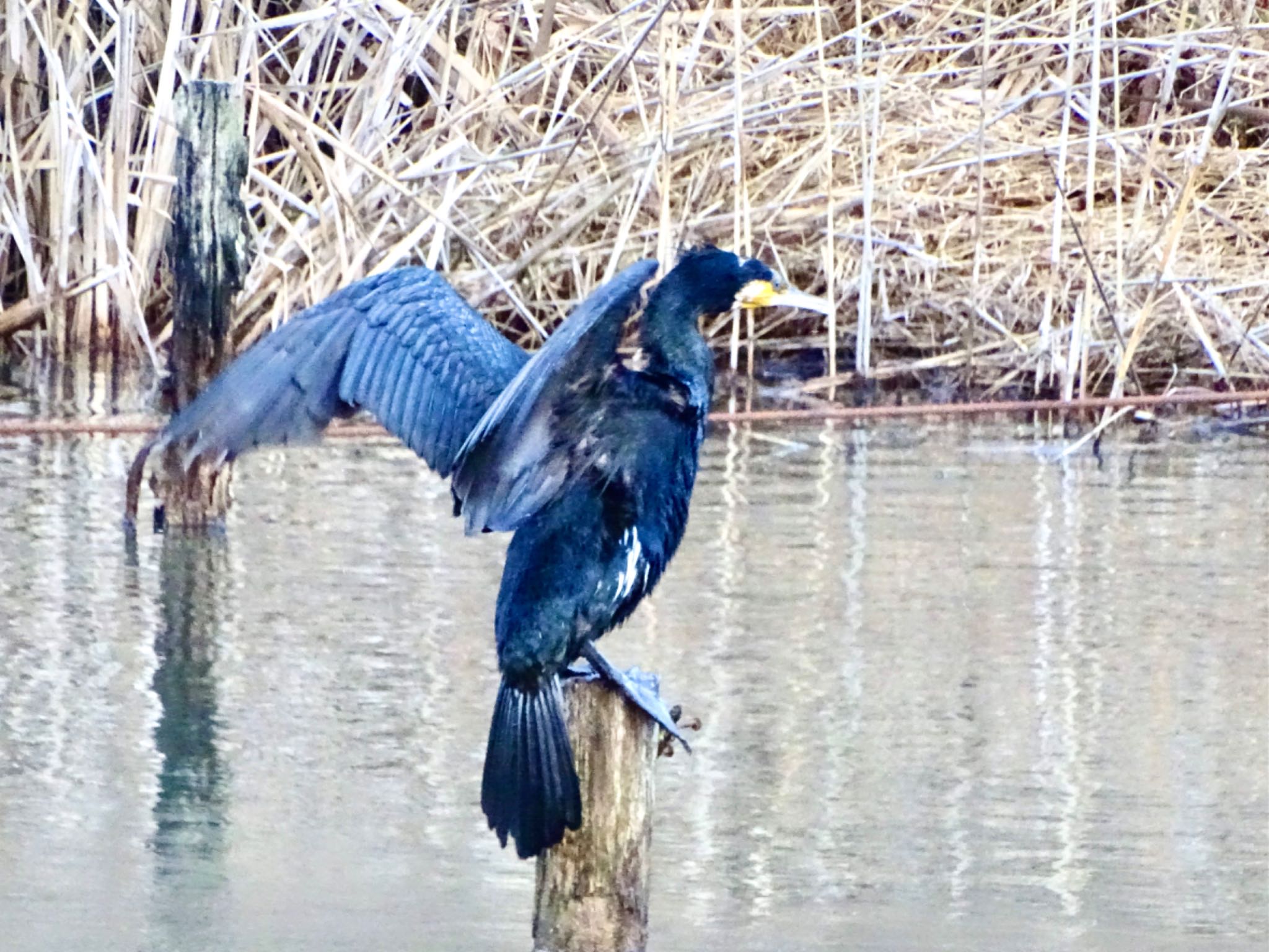 舞岡公園 カワウの写真 by KAWASEMIぴー