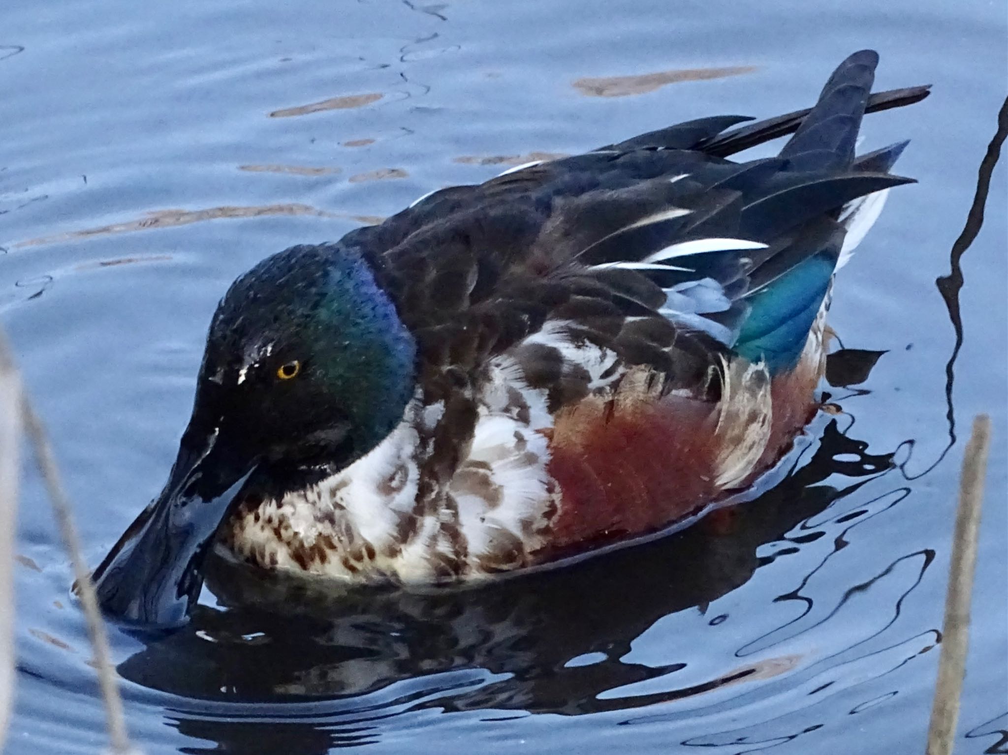 Northern Shoveler