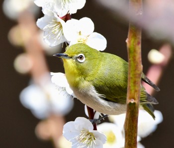 メジロ 結城神社 2024年2月24日(土)