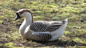 Sat, 2/24/2024 Birding report at DIC川村記念美術館庭園