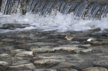 Common Sandpiper 鴨川 Sat, 2/24/2024