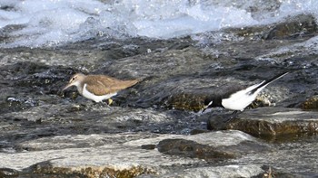 Sat, 2/24/2024 Birding report at 鴨川