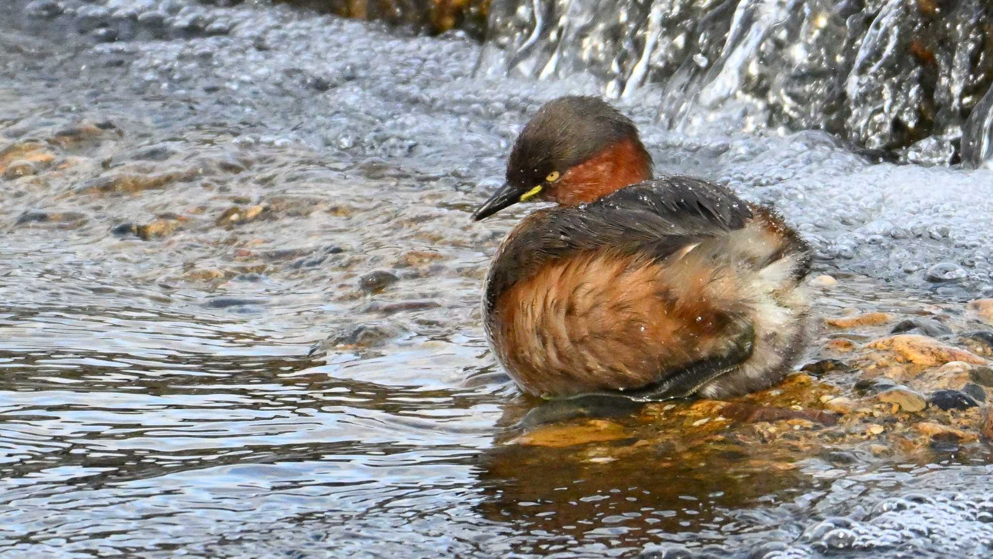 Little Grebe