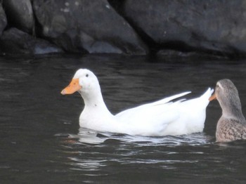 Domestic duck 京都市宝ヶ池公園 Sat, 2/24/2024