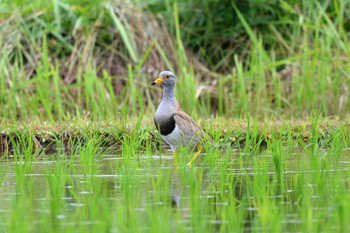 Grey-headed Lapwing 加木屋緑地 Thu, 6/21/2018