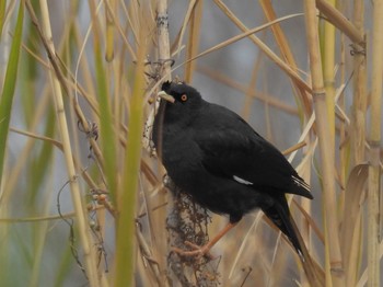 Crested Myna 淀川河川公園 Sat, 2/24/2024