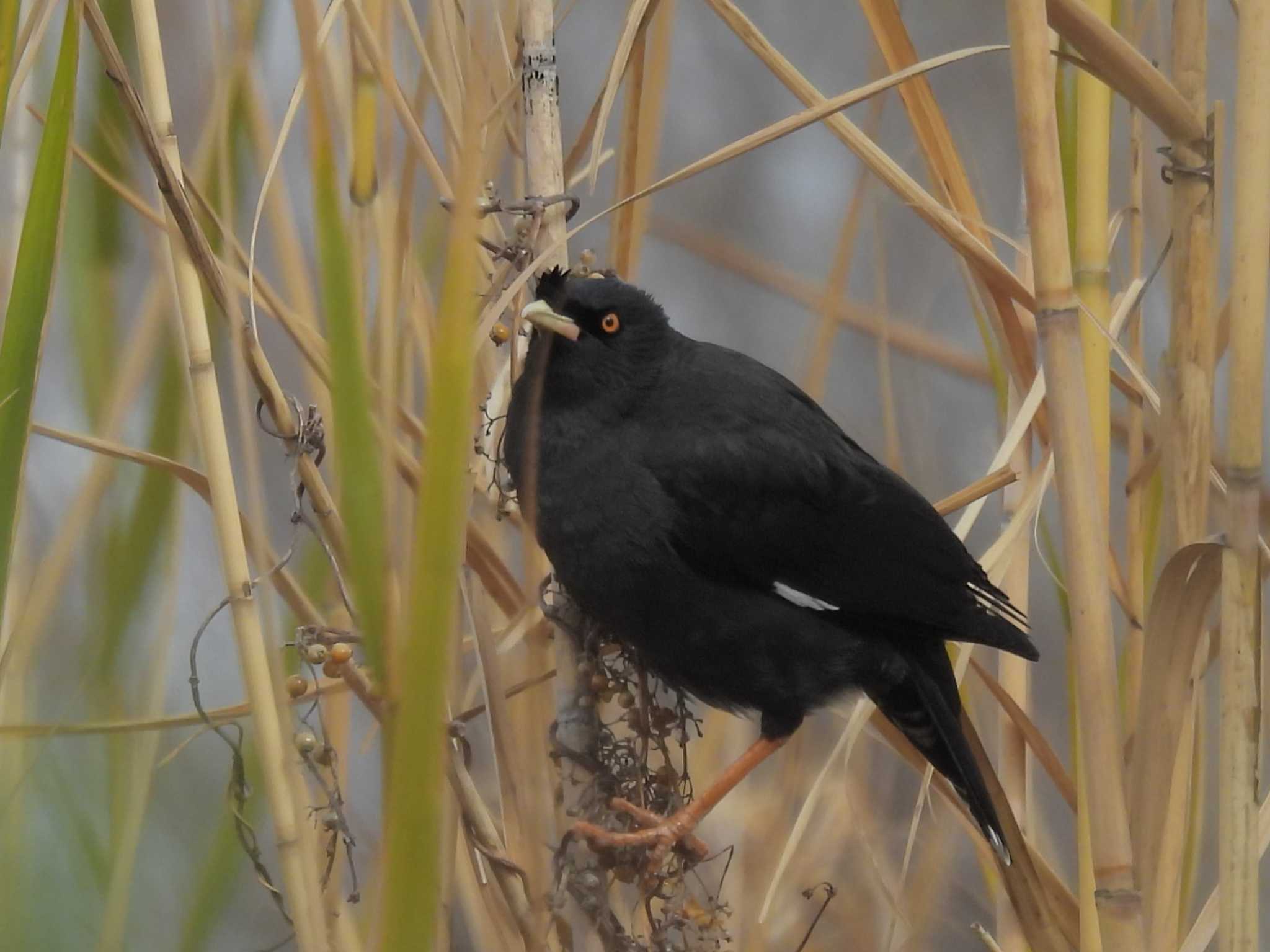 Crested Myna