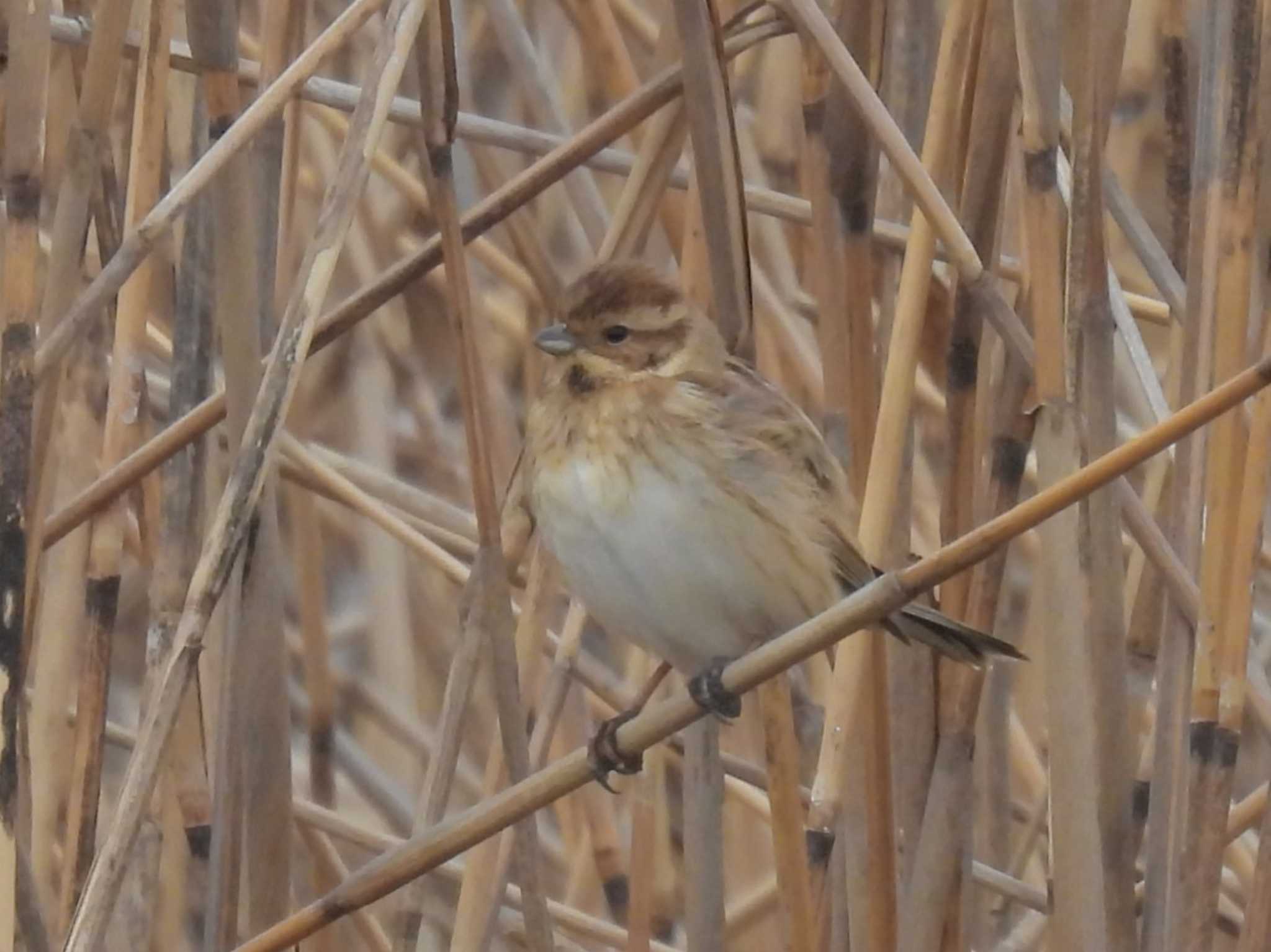 Common Reed Bunting