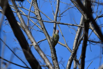 Japanese Green Woodpecker Komiya Park Sat, 2/24/2024