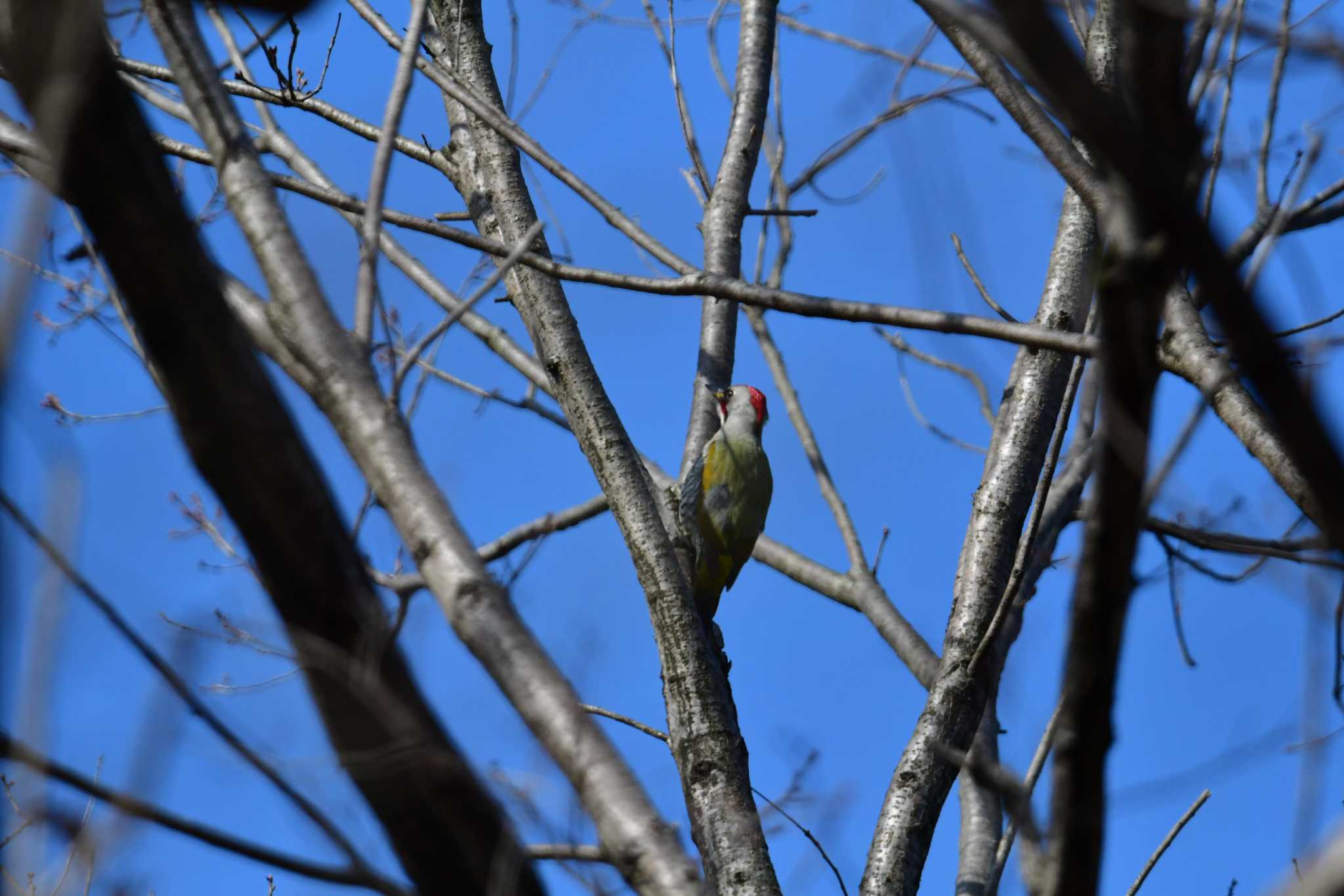 Photo of Japanese Green Woodpecker at Komiya Park by seigo0814