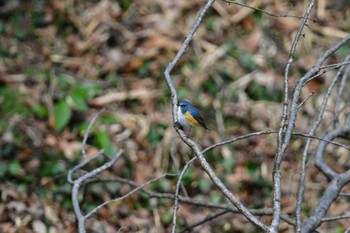 ルリビタキ 小宮公園(八王子) 2024年2月24日(土)